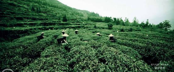 茶園宣傳片，廣告宣傳片